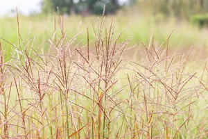 Miscanthus sin. 'Ghana' - 2 Ltr pot - image 3