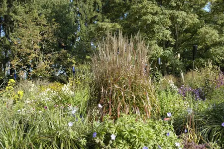 Miscanthus sin. 'Ghana' - 2 Ltr pot - image 2