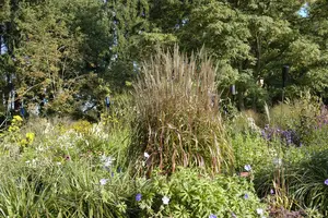Miscanthus sin. 'Ghana' - 2 Ltr pot - image 2