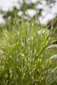 Miscanthus sin. 'Gold Bar'?