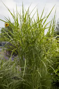 Miscanthus sin. 'Gold Breeze'