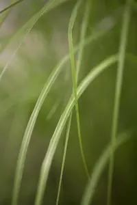 Miscanthus sin. 'Gracillimus'