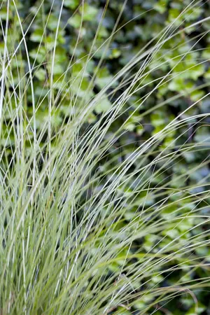Miscanthus sin. 'Gracillimus' - 1.5 Ltr pot - image 3