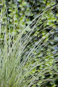 Miscanthus sin. 'Gracillimus' - C3.5 - image 3