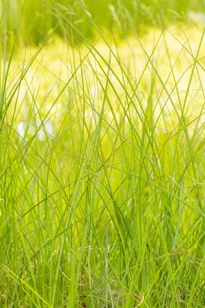 Miscanthus sin. 'Gracillimus' - C3.5 - image 5