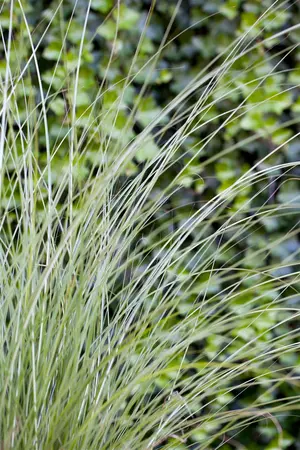 Miscanthus sin. 'Gracillimus' - 150-175 CM C20 - image 2
