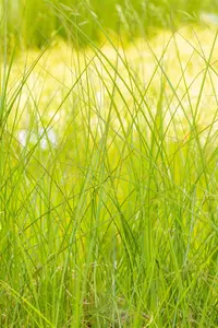 Miscanthus sin. 'Gracillimus' - 150-175 CM C20 - image 4