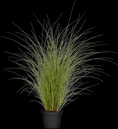 Miscanthus sin. 'Gracillimus' - 1.5 Ltr pot - image 2