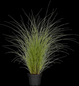 Miscanthus sin. 'Gracillimus' - 1.5 Ltr pot - image 2