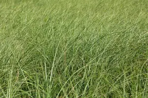 Miscanthus sin. 'Gracillimus' - P13 - image 4