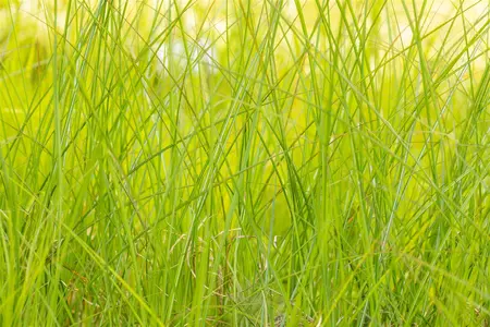 Miscanthus sin. 'Gracillimus' - 150-175 CM C20 - image 5