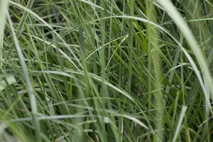 Miscanthus sin. 'Graziella' - 4 Ltr pot