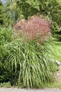 Miscanthus sin. 'Grosse Font?ne'