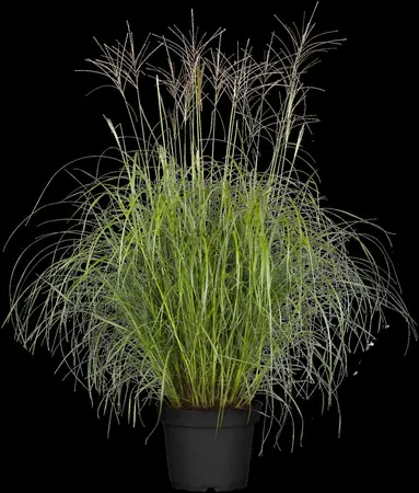 Miscanthus sin. 'Herman Mussel' - 2.5 Ltr pot - image 1