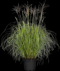 Miscanthus sin. 'Herman Mussel'