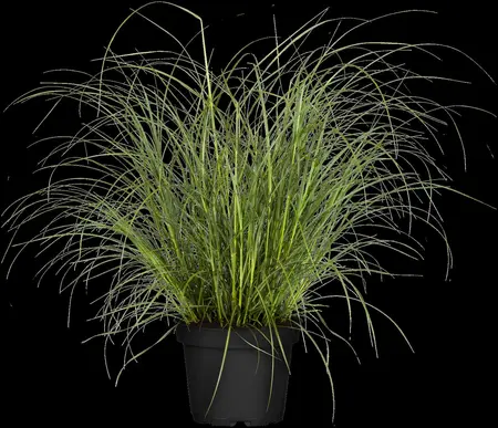 Miscanthus sin. 'Herman Mussel' - 2.5 Ltr pot - image 2