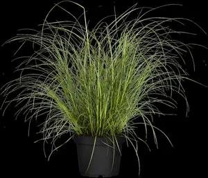 Miscanthus sin. 'Herman Mussel' - 2.5 Ltr pot - image 2