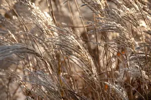 Miscanthus sin. 'Kaskade'