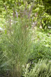 Miscanthus sin. 'Kleine Font?ne'