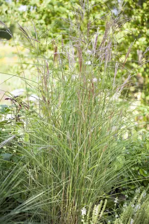 Miscanthus sin. 'Kleine Font?ne' - 3 Ltr pot - image 2