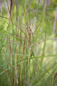 Miscanthus sin. 'Kleine Font?ne' - 3 Ltr pot - image 3