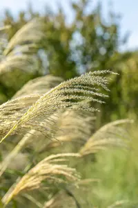 Miscanthus sin. 'Kleine Font?ne' - 3 Ltr pot - image 5