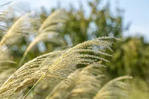 Miscanthus sin. 'Kleine Font?ne' - 3 Ltr pot - image 4