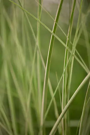 Miscanthus sin. 'Kleine Silberspinne' - 1.5 Ltr pot - image 2