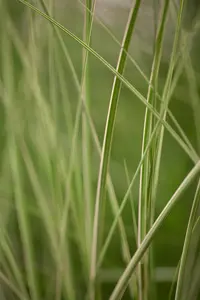 Miscanthus sin. 'Kleine Silberspinne' - 1.5 Ltr pot - image 2