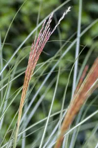 Miscanthus sin. 'Kleine Silberspinne' - 1.5 Ltr pot - image 4