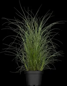 Miscanthus sin. 'Kleine Silberspinne'