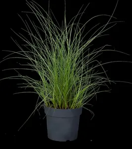 Miscanthus sin. 'Kleine Silberspinne' - 1.5 Ltr pot - image 5