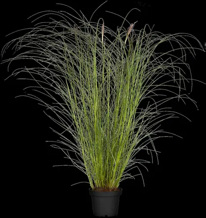 Miscanthus sin. 'Kleine Silberspinne' - 1.5 Ltr pot - image 3