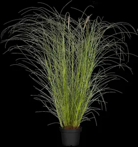 Miscanthus sin. 'Kleine Silberspinne' - C6.5 - image 3