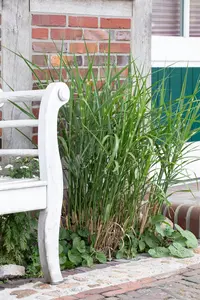 Miscanthus sin. 'Little  Zebra'?