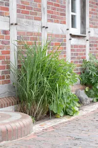 Miscanthus sin. 'Little  Zebra'? - 2 Ltr pot - image 2