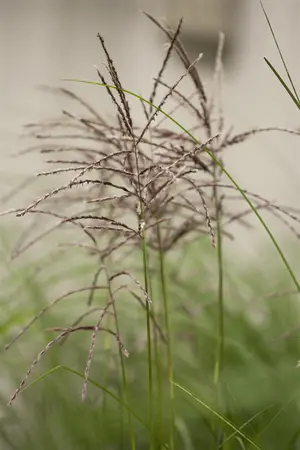 Miscanthus sin. 'Malepartus' - 2 Ltr pot - image 1