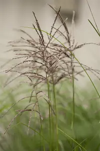Miscanthus sin. 'Malepartus'