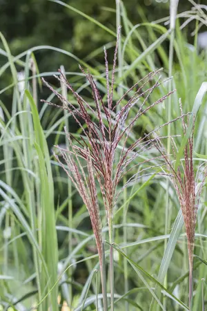 Miscanthus sin. 'Malepartus' - 2.5 Ltr pot - image 4