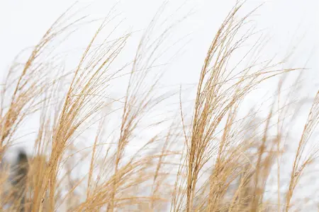 Miscanthus sin. 'Malepartus' - 2 Ltr pot - image 5