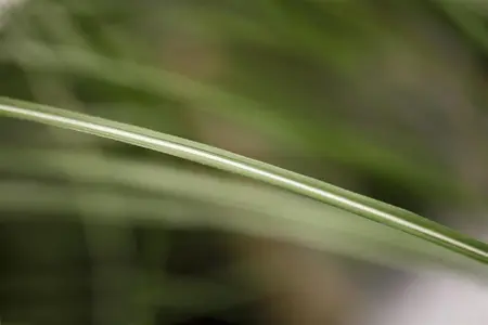 Miscanthus sin. 'Malepartus' - 2.5 Ltr pot - image 2