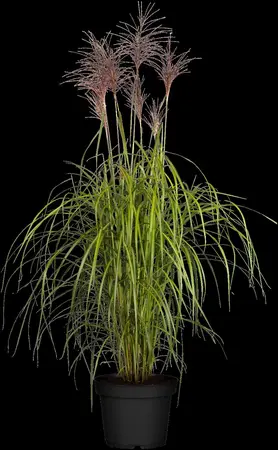 Miscanthus sin. 'Malepartus' - 2.5 Ltr pot - image 3