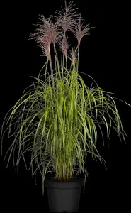 Miscanthus sin. 'Malepartus' - 2.5 Ltr pot - image 3