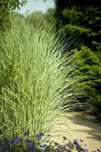 Miscanthus sin. 'Morning Light' - 1.5 Ltr pot - image 4