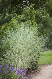 Miscanthus sin. 'Morning Light' - 4 Ltr pot - image 3