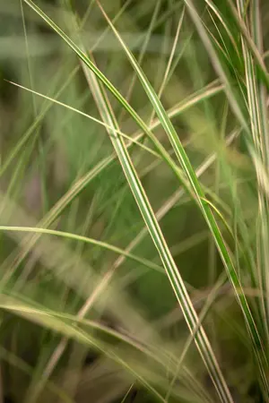 Miscanthus sin. 'Morning Light' - 100-125 CM C20 - image 1