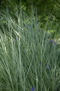 Miscanthus sin. 'Morning Light' - 100-125 CM C20 - image 4