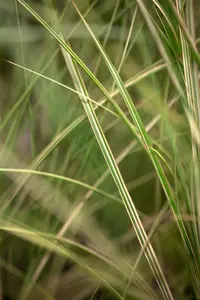 Miscanthus sin. 'Morning Light' - 12 Ltr pot - image 1