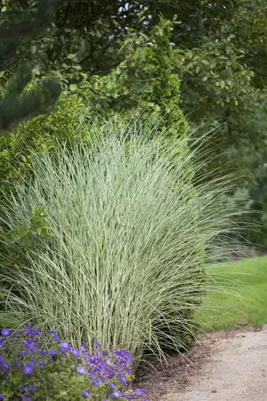 Miscanthus sin. 'Morning Light' - 12 Ltr pot - image 2