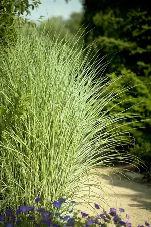 Miscanthus sin. 'Morning Light' - 12 Ltr pot - image 3